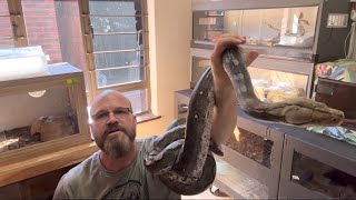 Pairing up reticulated pythons