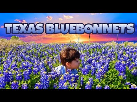 Video: Texas Blue Bonets: Cara Menanam Bunga Bonet Biru Di Taman
