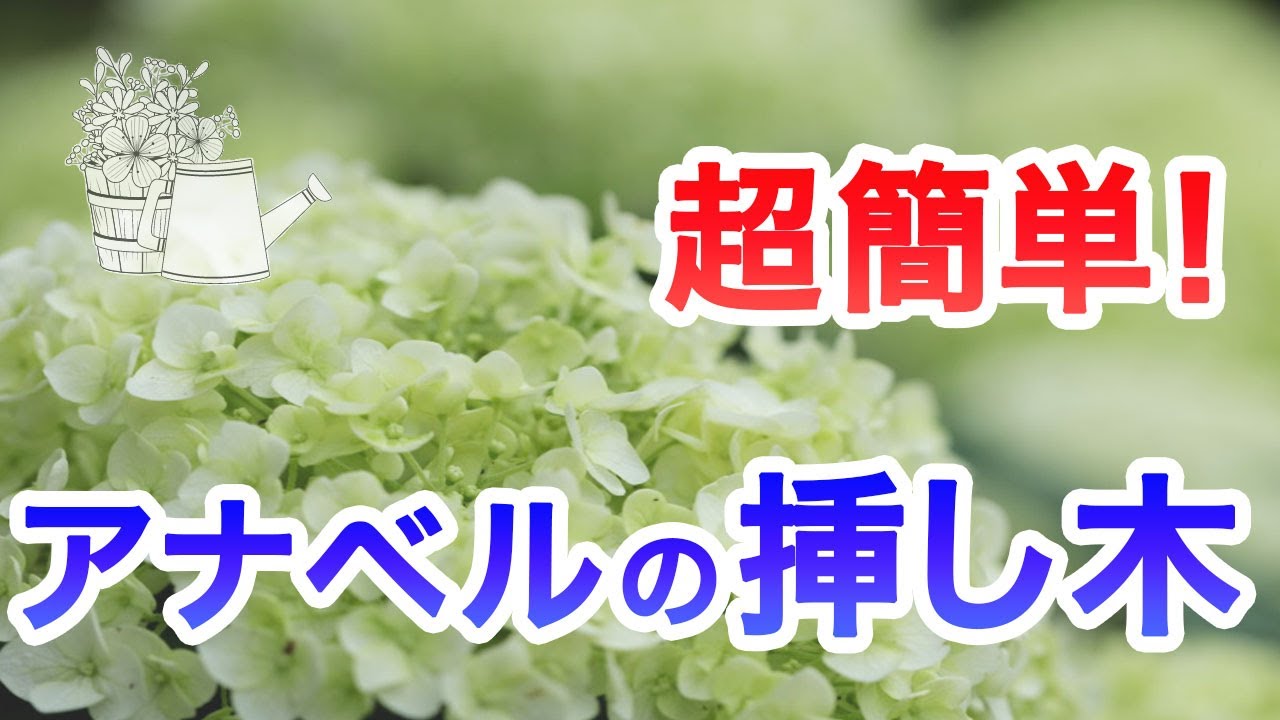 アナベルの挿し木】【園芸】【ガーデニング】【初心者】【アナベル