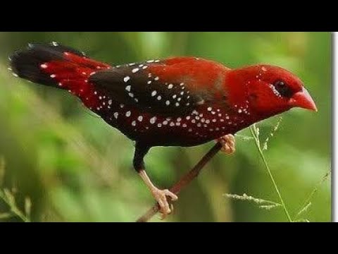Video Than mùa giá rẻ❤️Khuớu mái mun❤Lửa chuyền cám... - youtube