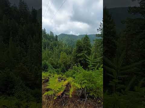 #satisfying #шортс #shorts #foryou #forest #nature #naturelovers #life #жизнь #природа #travel
