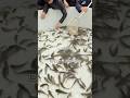 元気な魚を、なぜわざわざ流してしまうのでしょうか？