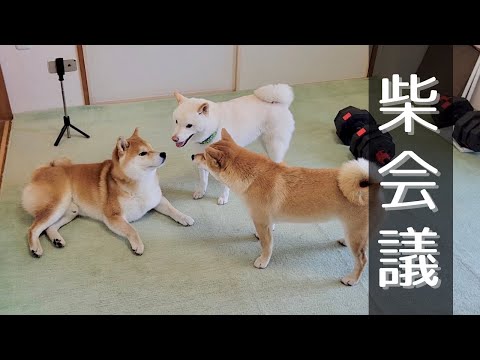 友達の白柴が来る前に興奮し騒ぎ疲れ、家に来たら放置する柴犬