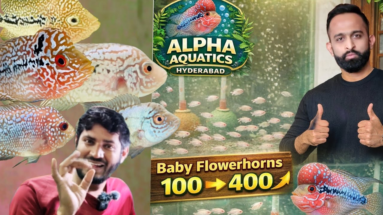 Baby Flowerhorn 100 😍 | Kamfa 400 | New Stock Arrived in Alpha Aquatics Hyderabad 😍