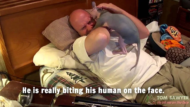 Video 10740431: sphynx tom