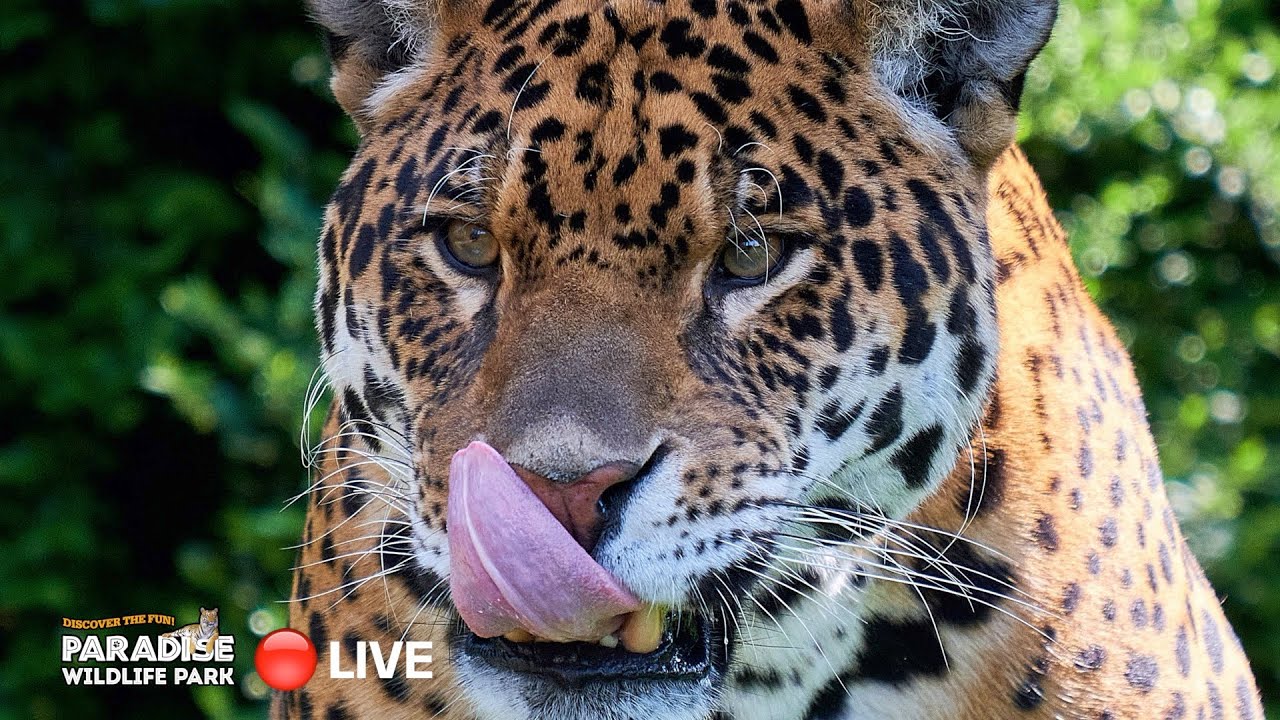 Jaguar live энергетик