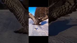 GIANT OWL HUNTING ON A DAY TIME