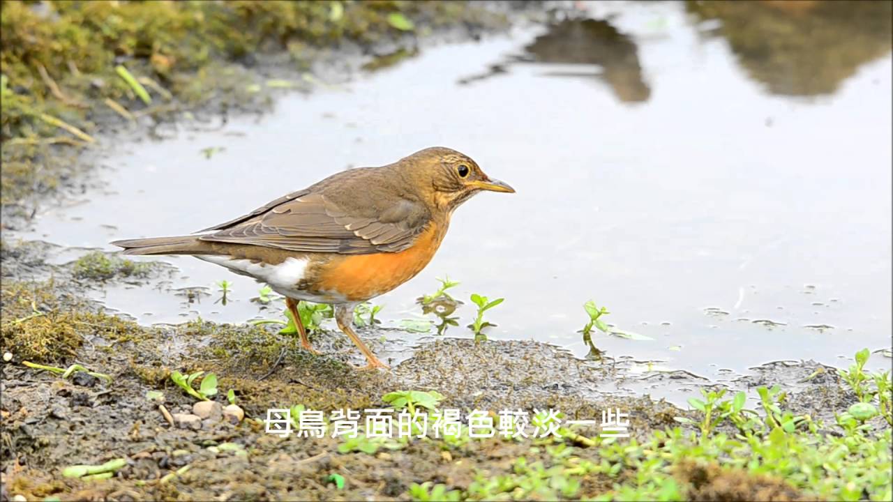 Brown headed Thursh赤腹鶇 