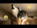 Funny Dogs Compilation – Best Dog Videos 2025 🐕🤣 #35
