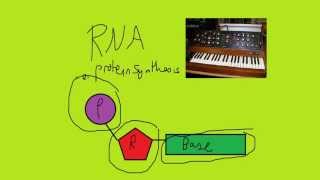 AQA Biology Unit 5 - Protein Synthesis