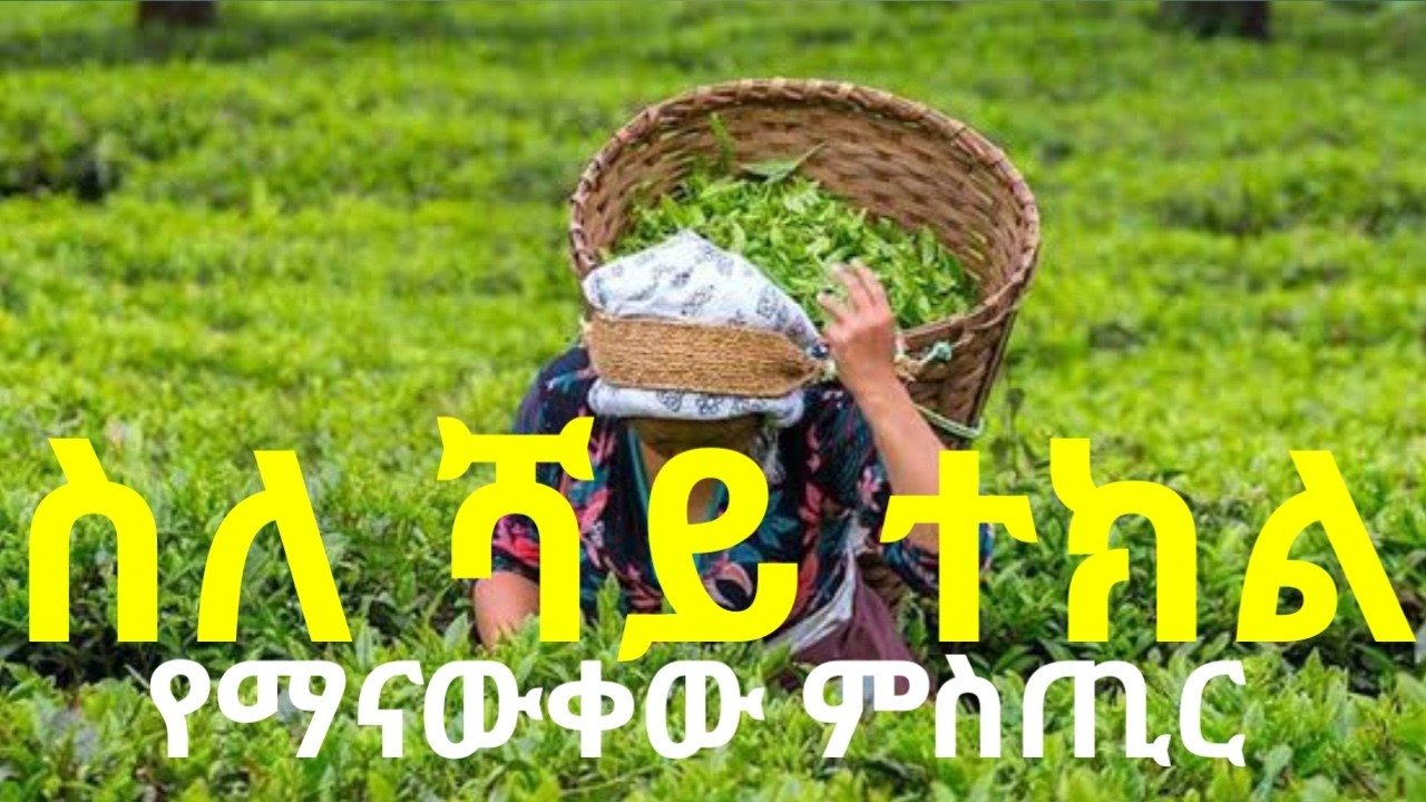 የሻይ ተክልን በቤተሰብ ደረጃ እንዴት አምርተን እንጠቀም? 1ኛ ደረጃ ሻይ እንዴት ይመረታል? የሻይ ተክል ልማትን በተመለከተ የማናውቀው ምስጢር ምንድነዉ?