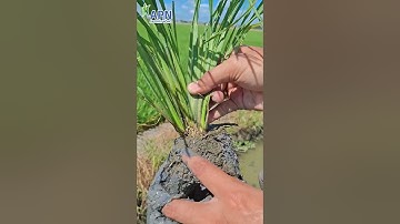 APN - BÍ QUYẾT ĐỂ CÓ BỤI LÚA KHOẺ, RỄ KHỦNG #anphatnong #kichre