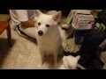猫アタックを受け止める犬 2