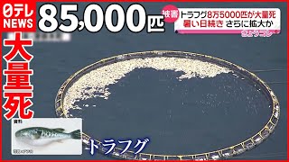 【被害】暑さ続き「赤潮」発生し…養殖のトラフグ8万5000匹が“大量死”  熊本