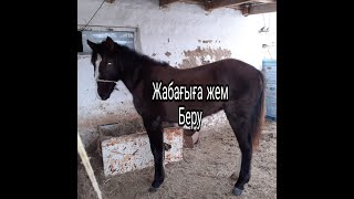 картинка: Жабағы Бағу/ Жем беру / Жуасыту