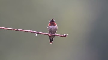 Hummingbird Vignettes 48