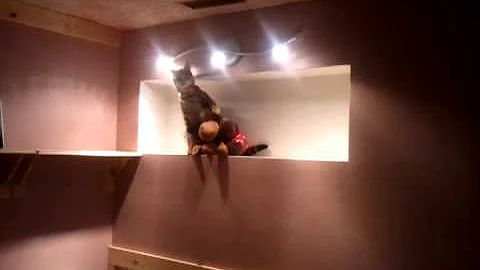 Watch the video about F2 Savannah Ms Meowz defends "her spot" from evil stuffy invaders!