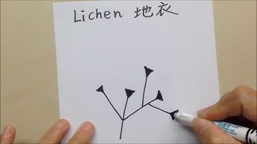 如何畫一般圖樣  How to draw the Tangle Pattern LICHEN