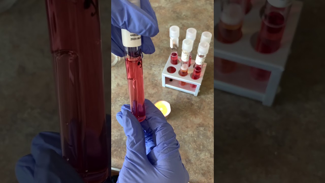 Biochemical Testing for Microbial Identification: Carbohydrate Fermentation Testing