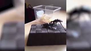 Yeetle That Beetle