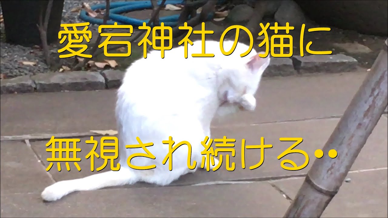 愛宕神社の猫に無視される Youtube