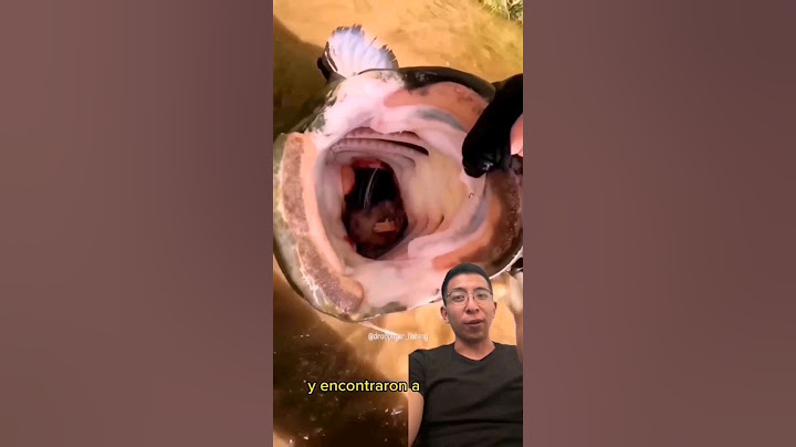 Look at Everything This Fish Was Going to Eat 😮 #fish #catfish #fish #aquariums #river #bigcatfish