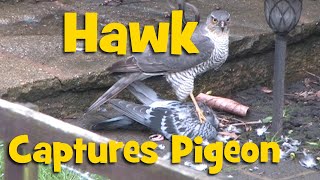 Hawk Feeds on Pigeon