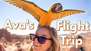 Ava the 9 year old macaw's first flight trip!