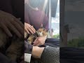 【癒し動画】久々に帰省した飼い主にスリスリが止まらない実家の猫様 #shorts