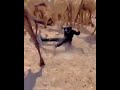 Qosolkii Aduunka Shorts Somalia Somaliland Viral Somalitiktok Shortvideo Hargeisa Muqdisho
