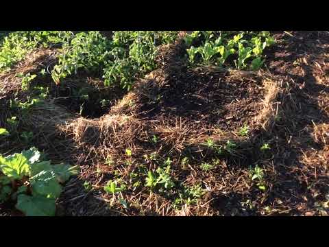 Wild Urban Gardening - Community Garden Plot Update - Rescue lettuce and failed plants.