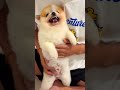 My Love #shorts #pets #love #usa #viral #trending #youtubeshorts #ytshorts #petlover #cutedog #short