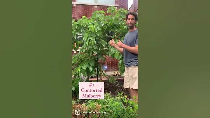 Get to know these 3 mulberry varieties - DayDayNews