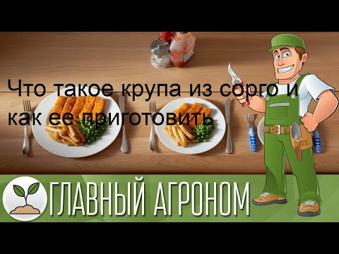 Что такое крупа из сорго и как ее приготовить