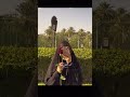 مولد السيدة زينب عليها السلام ستوريات انستا ترندات  مولد لايك  