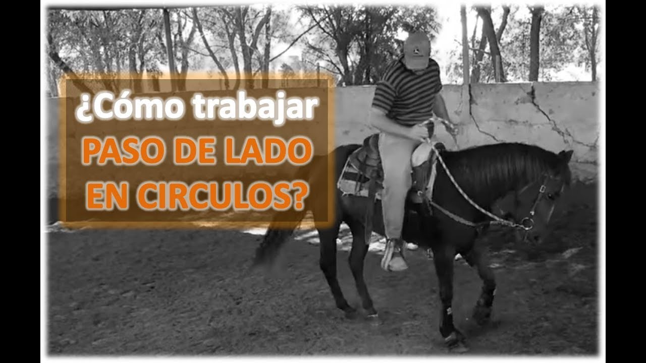 ¿Como trabajar el Paso de Lado en Círculos? Mejora el braceo, y hace que deje la pata, en los lados.
