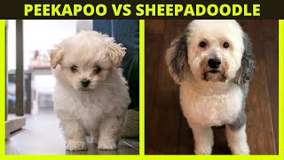 PEEKAPOO VS SHEEPADOODLE | What is the differences in a Peekapoo and Sheepadoodle by The Pet Pooch Program 188 views 2 years ago 10 minutes, 45 seconds