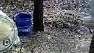 Tom Garner 75% Maxspike Blood Migo Son 25%Cottingham