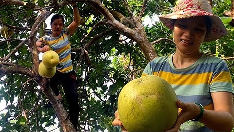 Đi bất bưởi tía trong khu vườn bỏ hoang