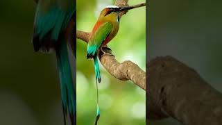🐦TOROGOZ: THE CLOCK BIRD🕦 #shorts #youtubeshorts 🐦TOROGOZ: THE CLOCK BIRD🕦 #shorts #youtubeshorts
