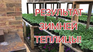 Как перезимовала новая ТЕПЛИЦА? Результат ПЕЧИ и ПЛЁНКИ!