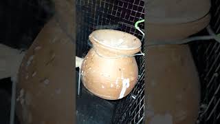 Java breeding pair bird price 2000 white colour albino contact number 86380 84477