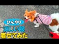 夏用のひんやり涼しい服着せてみた！【パピヨン】