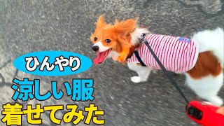 夏用のひんやり涼しい服着せてみた！【パピヨン】