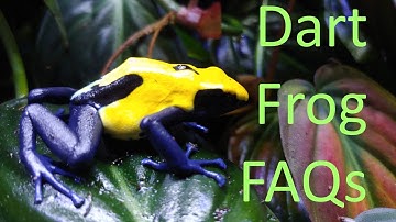 The 5 Most Common Questions I Get About Dart Frogs