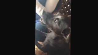 Patterdale Terrier Dog Sings Along To Happy Birthday