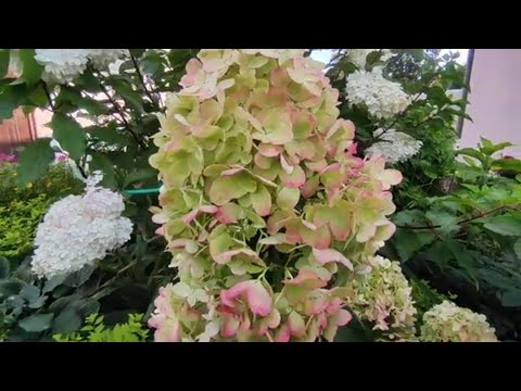 Video: Amaranto Paniculata