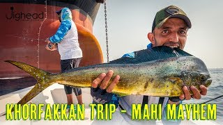 Amazing trip to Khorfakkan Inshore. Slow Jigging enormous amounts of Mahi and Barracuda.
