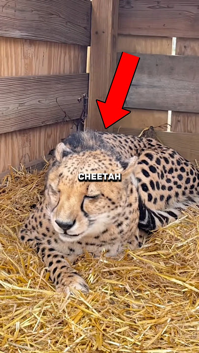 Female Cheetah Felt Lonely Until This Happened… 🥹❤️