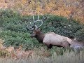 Southern Idaho Elk Hunt - Stuck N the Rut 100